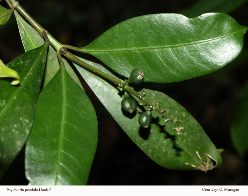 Psychotria pendula Hook.f.